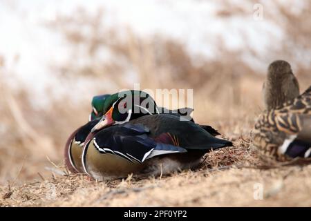 Two male wood ducks sit in grass near the edge of a lake. Stock Photo