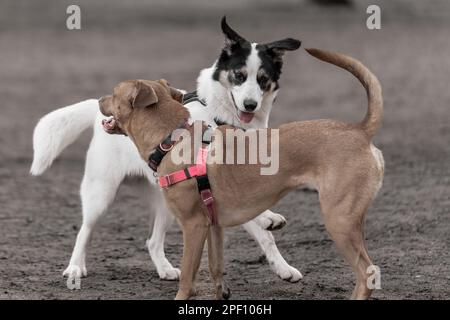 Two dogs joyfully running playing together outdoors Stock Photo