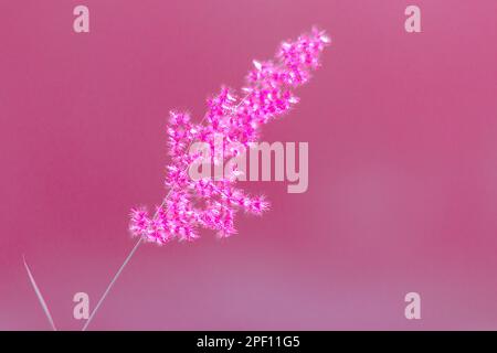 The landscape of grass is inclined to the wind. On the sun light background Stock Photo