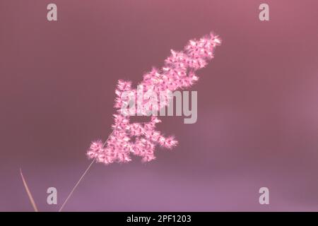 The landscape of grass is inclined to the wind. On the sun light background Stock Photo