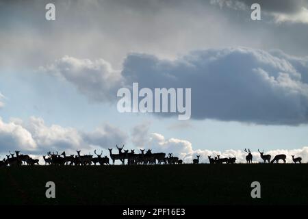 Herd of deer on farmland silhouetted against heavy sky, Berkshire, England, United Kingdom Stock Photo