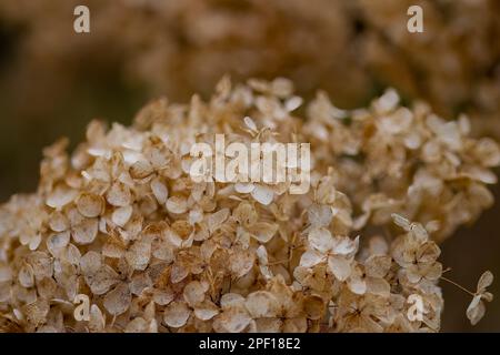 close up of hydrangea arborsecens commonly known as smooth hydrangea wild hydrangea sevenbark or sheep flower in winter with a blurred background Stock Photo