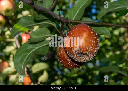 Shiny rotten two apples on an apple tree branch. Stock Photo