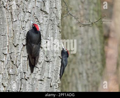 Black woodpecker - Dryocopus martius in Lainzer Tiergarten Stock Photo