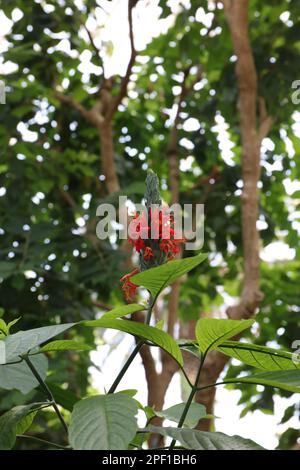 Cardinal's guard flower, Pachystachys coccinea, with owl butterfly ...