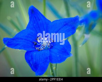 Claoe up of blue Siberian Larkspur (Delphinium) also know as Chinese Delphinium Stock Photo