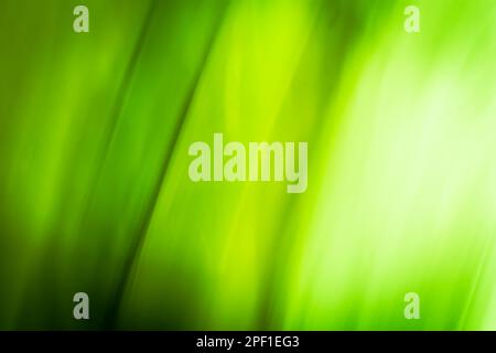 Abstraction of light through spring grass leaves, green blurred background banner, waves and gradient. Backdrop Stock Photo