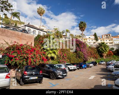 Bougainvillea in Camara De Lobos on Madeira. Stock Photo