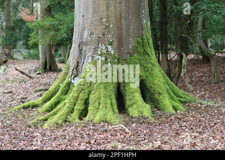 Huge ancient beech tree trunk covered in bright green moss Stock Photo