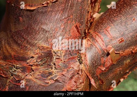 Close up of red paper bark maple tree bark Stock Photo