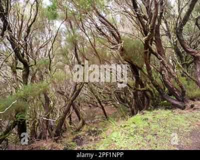 Tree Heather, Erica arborea growing on the highlands near Rabacal, Madeira. Stock Photo