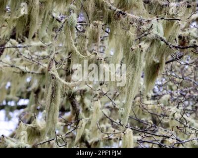Filamentous lichen, Alectoria sarmentosa growing on trees in the Laurel forest on the highlands near Rabacal, Madeira. Stock Photo