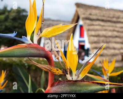 Traditional thatched houses in Santana on Madeira with Strelitzia or Bird of Paradise flowers. Stock Photo