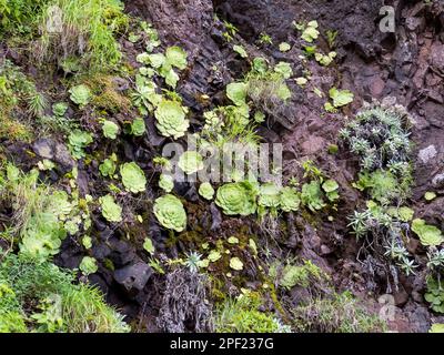Succulent plants growing on rocks on Madeira. Stock Photo