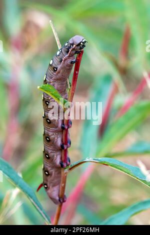 Bedstraw hawkmoth Caterpillar Stock Photo