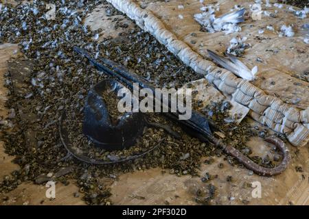 Tuscany, Italy - May 20 2022: Scenes from an abandoned house left to go to rack and ruin in Tuscany, Italy Stock Photo