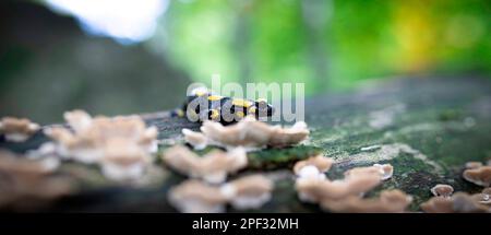 Salamander salamandra of the forest in the forest on grass and moss looking for food, the best photo. Stock Photo