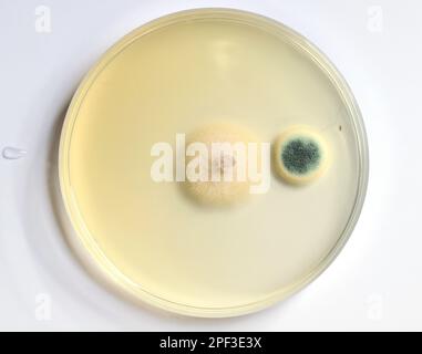 growth of microorganisms in a Petri dish, Bacteria, yeast and mold growing on an agar plate. Stock Photo