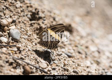 A damaged Small Beauty (Colobura dirce) mud-puddling at Las Nubes, Chiapas State, Mexico.  Would guess a bird has taken a bite of tail end. Stock Photo