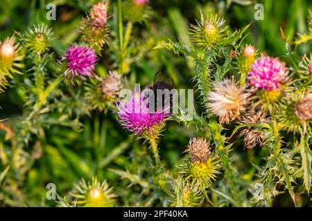 Close-up of a blooming burdock with a black bee isolated in front of green flowers in a meadow Stock Photo