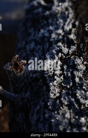 Ice crystals on a log Stock Photo