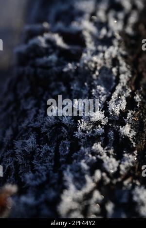 Ice crystals on a log Stock Photo