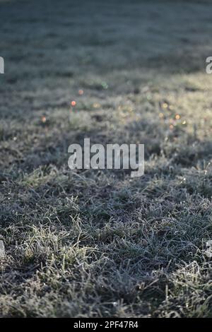 Frozen grass field with blur, bokeh, sparkles background Stock Photo