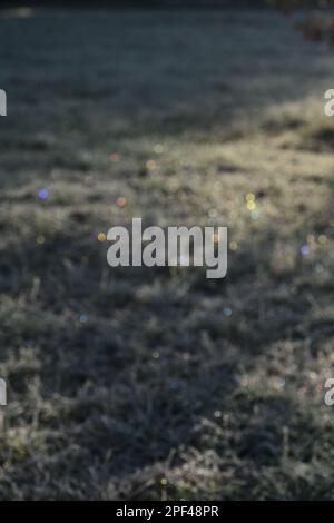 Frozen grass field with blur, bokeh, sparkles background Stock Photo