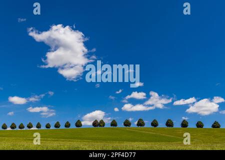 Landscape in the Schoenbuch with row of trees, fair weather clouds in the blue sky, Schoenaich, Baden-Wuerttemberg, Germany Stock Photo