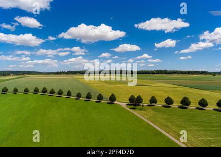 Landscape in the Schoenbuch with row of trees, fair weather clouds in the blue sky, Schoenaich, Baden-Wuerttemberg, Germany Stock Photo