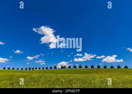 Landscape in the Schoenbuch with row of trees, fair weather clouds in the blue sky, Schoenaich, Baden-Wuerttemberg, Germany Stock Photo