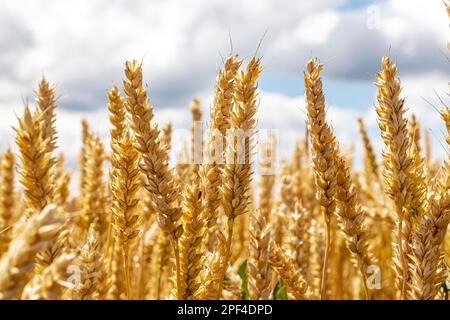 Wheat, ripe grain field in the Swabian Alb, Roemerstein, Baden-Wuerttemberg, Germany Stock Photo