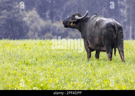 Alb buffalo in the rain, pasture on the Swabian Alb, Meidelstetten, Hohenstein, Baden-Wuerttemberg, Germany Stock Photo