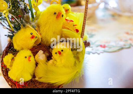 Many yellow Easter chicks in wicker Easter basket decorated with green boxwood branches. Stock Photo