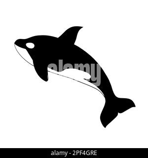 Orca killer whale breaching. Wildlife nature conservation concept. Clip art isolated on white background. Stock Photo