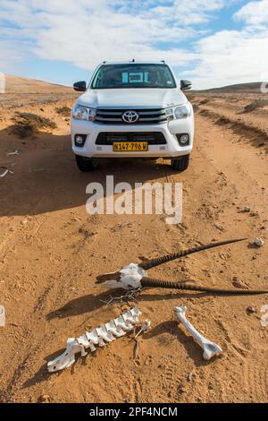 Skull and bones of an oryx antelope on the sandy track in front of an off-road vehicle, Sperrgebiet National Park, also Tsau ÇKhaeb National Park Stock Photo