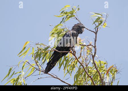 Red-tailed black cockatoo (Calyptorhynchus banksii), adult female, sitting on a eucalyptus tree, Uluru-Kata Tjuta N. P. Red Centre, Northern Stock Photo