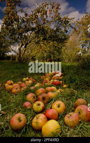 Cultivated apple tree (Malus domestica) windfall, in the community orchard, Broad Oak Orchard, Dorset Wildlife Trust Reserve, Sturminster Newton Stock Photo