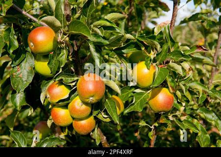 Cultivated Apple (Malus domestica) 'Cox's Orange Pippin', close-up of fruit, growing in orchard, Norfolk, England, United Kingdom Stock Photo