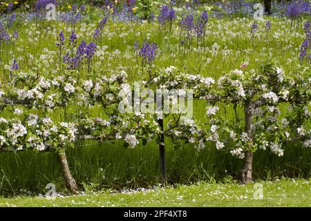 Flowering apple tree (Malus domestica) grown as a two-tiered trellis in the garden, Herefordshire, England, United Kingdom Stock Photo