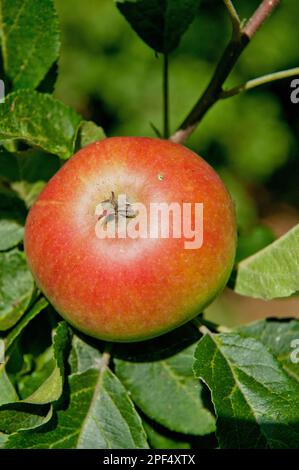 Cultivated Apple (Malus domestica) 'Discovery', close-up of fruit, growing in orchard, Norfolk, England, United Kingdom Stock Photo