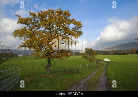 Common common beech (Fagus sylvatica), with autumn coloured leaves, growing beside the track on farmland, Bleasdale, Lancashire, England, United Stock Photo