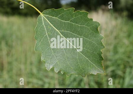 European common aspen (Populus tremula) close-up of leaf, growing in river valley fen, Redgrave and Lopham Fen N. N. R. Waveney Valley, Suffolk Stock Photo