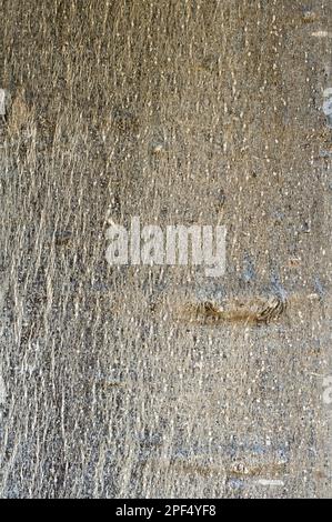 African baobab (Adansonia digitata), Mallow family (Bombacaceae), Baobab close-up of bark, Kirstenbosch National Botanical Garden, Cape Town, Western Stock Photo