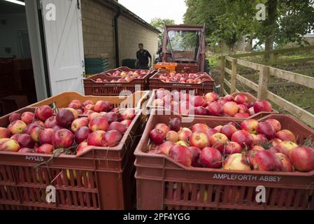 Cultivated apple harvested fruit, apple tree (Malus domestica) ready for pressing at Benedictine monastery, Ampleforth Abbey, Ampleforth, North Stock Photo