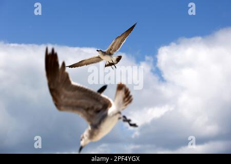 Seagulls flying on background of blue sky with white cloud, selective focus Stock Photo