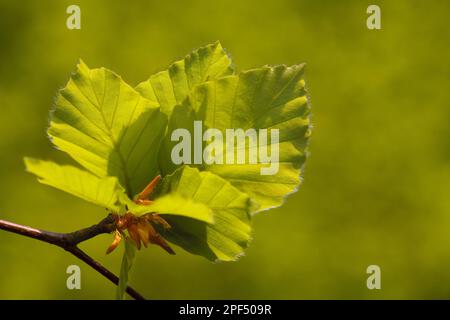 Common beech (Fagus sylvatica) close-up of fresh spring leaves, Powys, Wales, United Kingdom Stock Photo