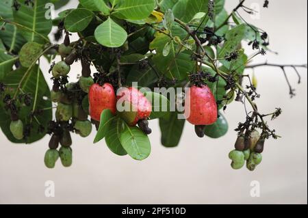 Cashew (Anacardium occidentale) ripe red fruit with nut, Alata Floresta, Mato Grosso, Brazil Stock Photo