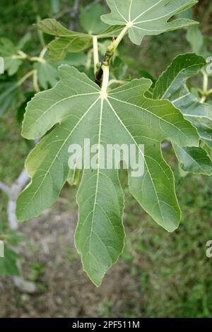 Common Fig (Ficus carica) close-up of leaf, in garden, Suffolk, England, United Kingdom Stock Photo