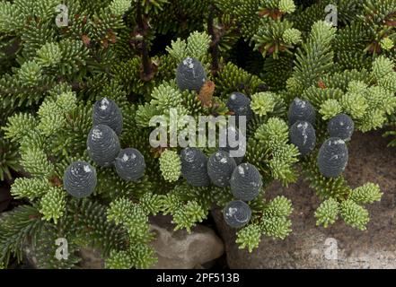 Balsam fir (Abies balsamea) Dwarf form, with female cones, growing on gravel beach, Newfoundland, Canada Stock Photo